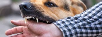 Schmerzensgeld bei Hundebiss erfolgreich durchsetzen
