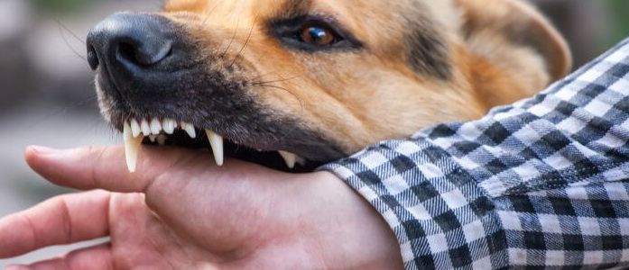 Schmerzensgeld bei Hundebiss erfolgreich durchsetzen