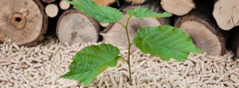 Grenzbebauung – wie nah Zaun, Hecke und Co. am Nachbargrundstück sein dürfen