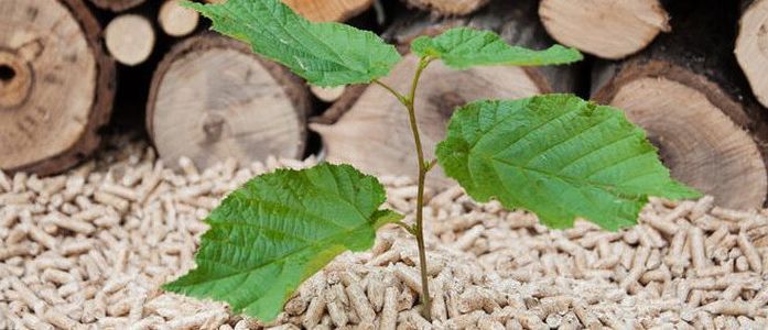 Grenzbebauung – wie nah Zaun, Hecke und Co. am Nachbargrundstück sein dürfen